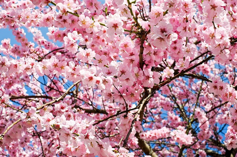 Japanese Cherry Blossom
