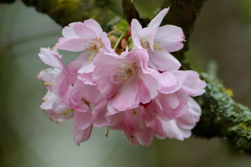 Japanese Cherry Blossom